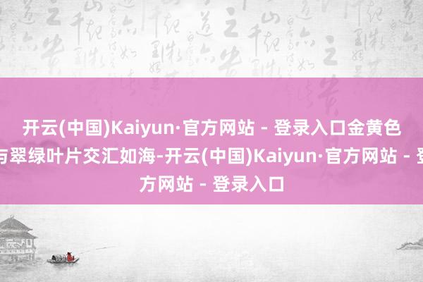 开云(中国)Kaiyun·官方网站 - 登录入口金黄色的花盘与翠绿叶片交汇如海-开云(中国)Kaiyun·官方网站 - 登录入口